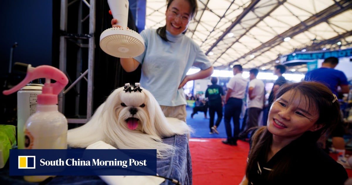Pet and aged care, new materials emerge as bright spots in China’s job market – South China Morning Post