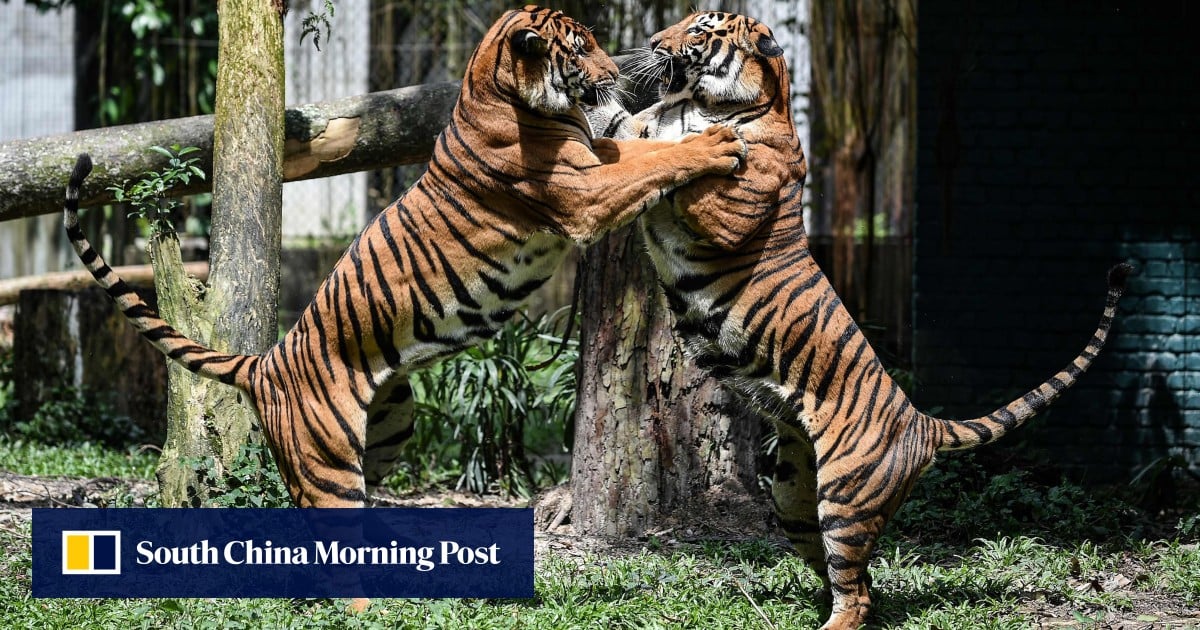 Malaysia’s tigers in crisis due to poachers, habitat loss – South China Morning Post