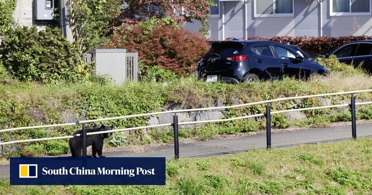 ‘Exhaustion is reaching limits’: Japan sends troops to trap bears after deaths