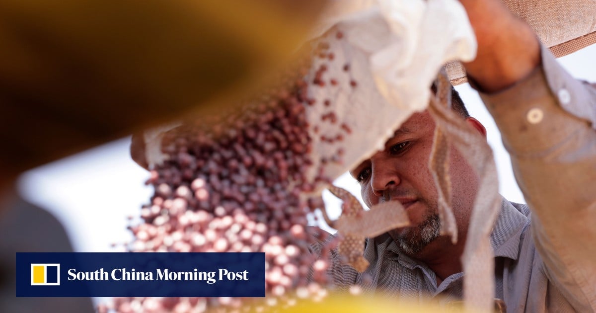 Brazil shrugs off US-China soybean deal as seasonal trade