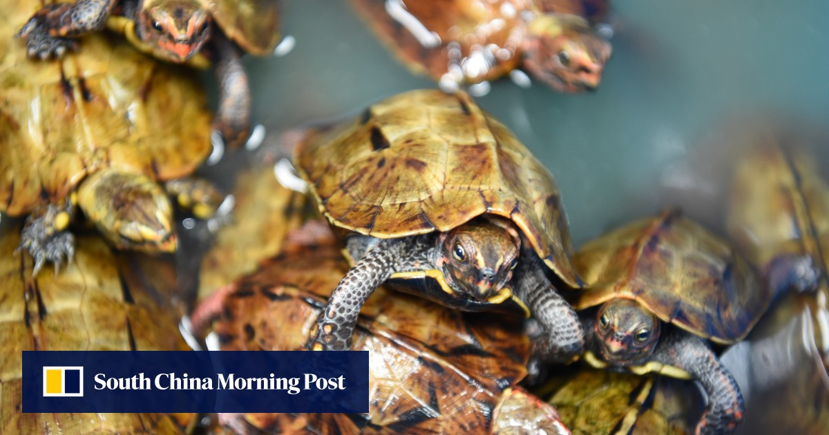 Fears of ecological crisis as Okinawa’s wildlife falls prey to poachers