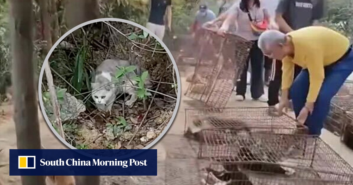 Public outrage in China over release of 1,000 cats into reservoir in ‘life release’ ritual