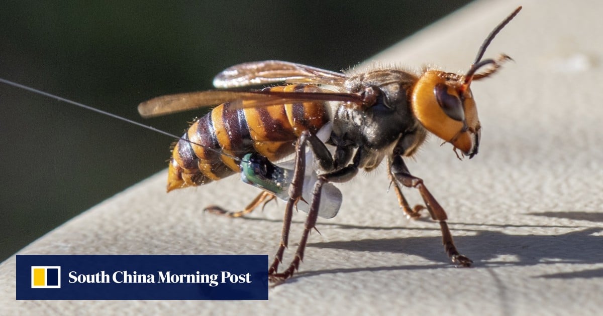 Murder hornet swarm kills US father and son ziplining in Laos