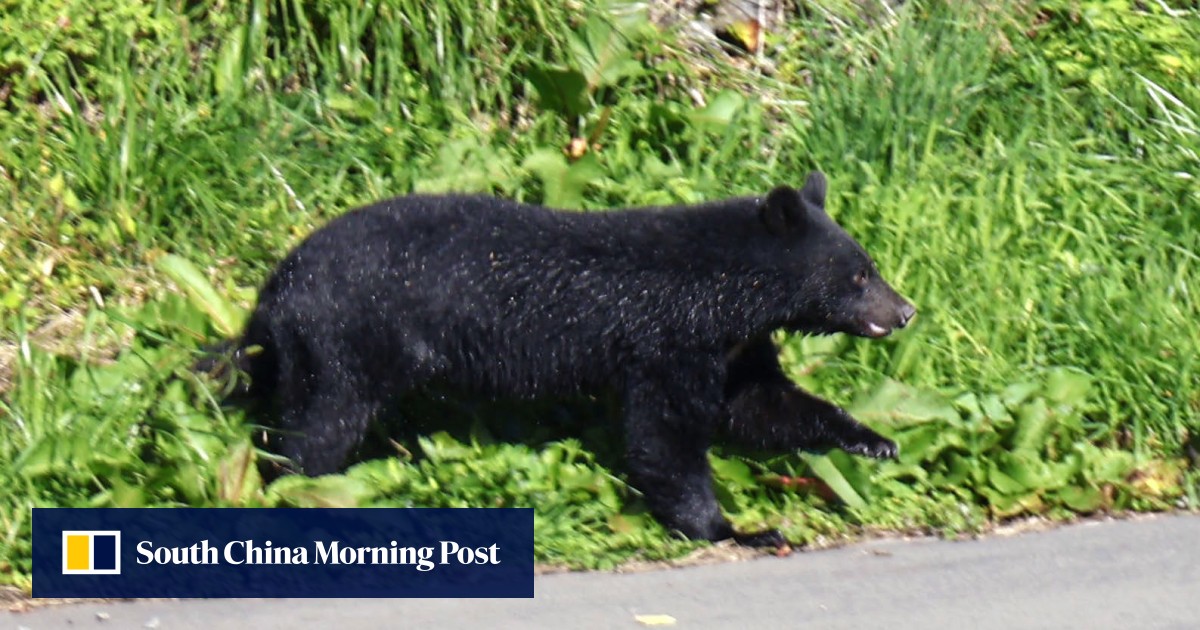 Deadly bear attacks in Japan turn stocks of spray, rifle firms into cash cow