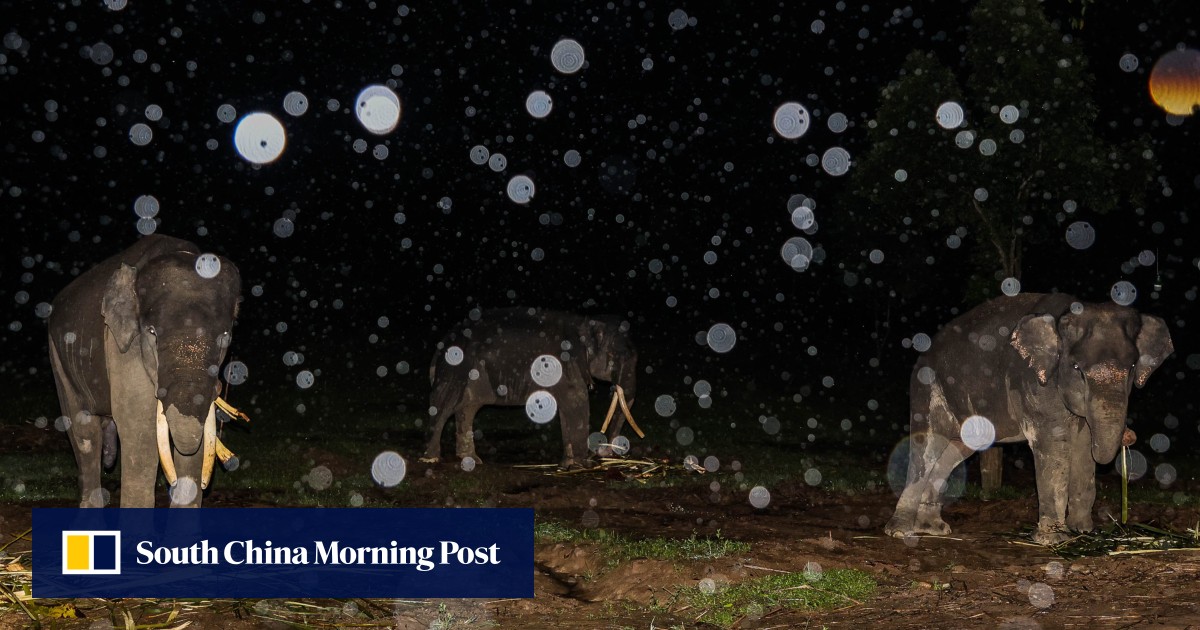 Elephant tramples Indonesian girl to death as human-wildlife conflict escalates