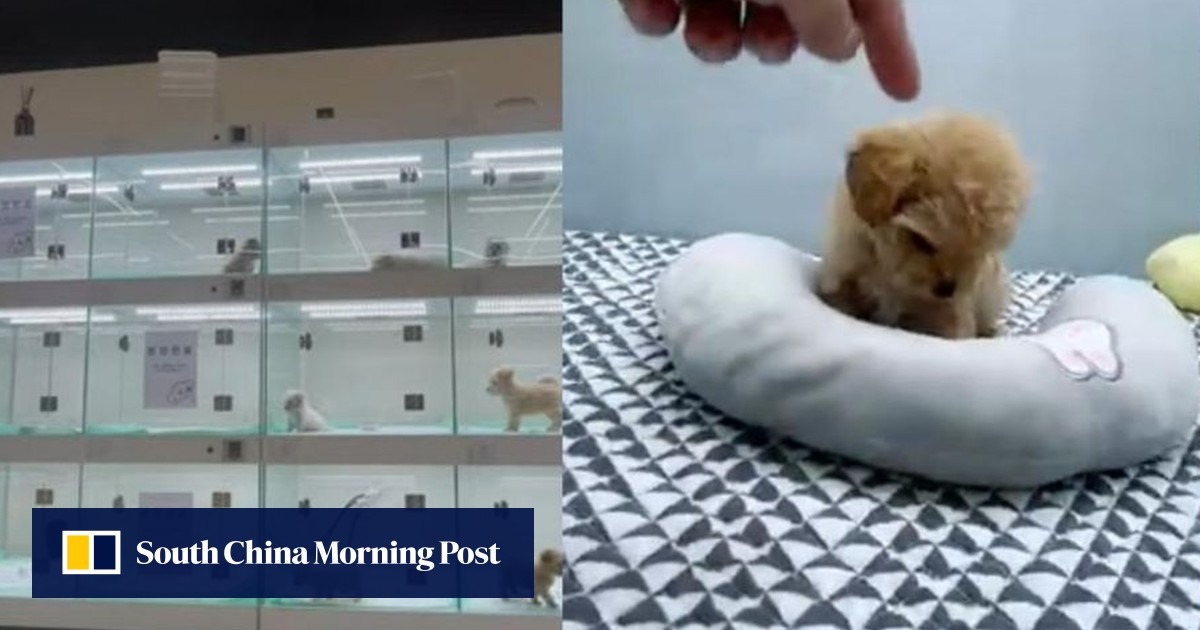South Korea’s growing crisis of illegal puppy sales on YouTube spark concerns
