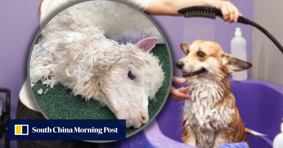 Chinese woman's pet alpaca dies from hypothermia after groomers fail to dry it properly