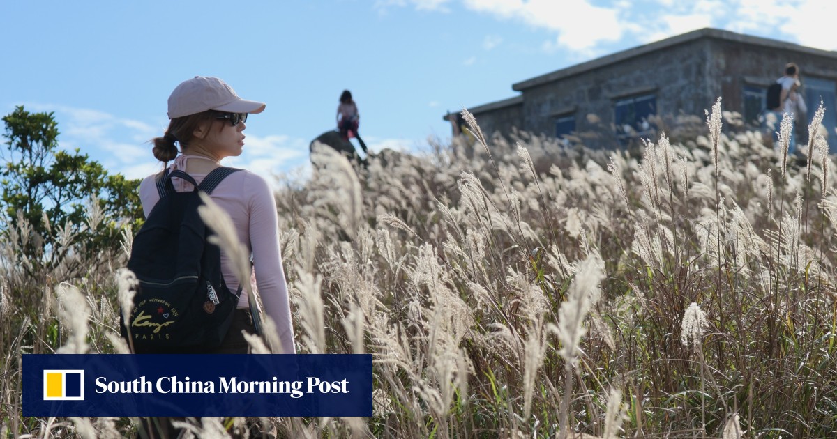 Hikers hit Hong Kong’s ‘Mount Eason’ for Sunset Peak silver grass, album art