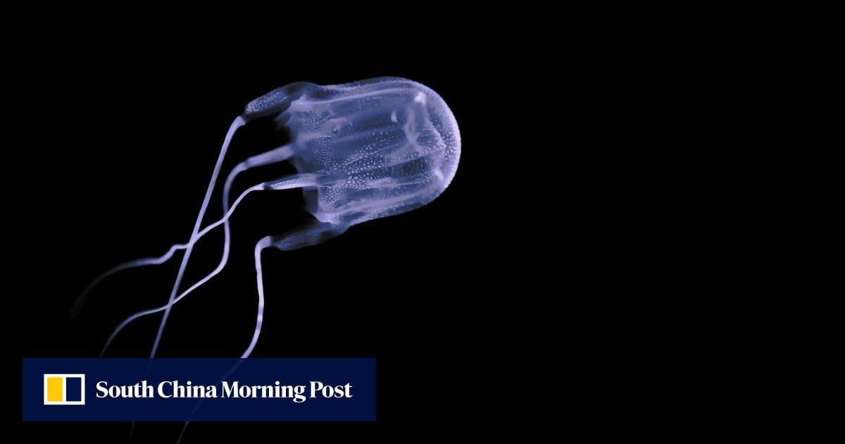 Russian mum warns Malaysians over jellyfish threat after boy dies from sting