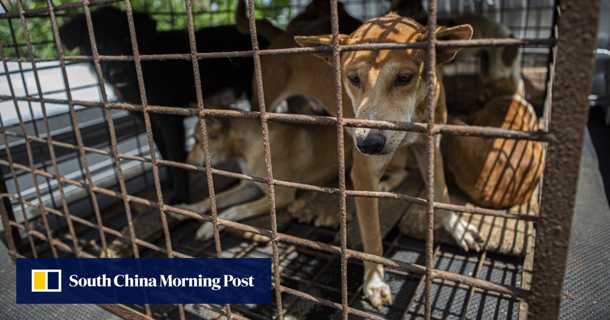 Jakarta bans dog and cat meat sales to curb rabies, in win for animal rights