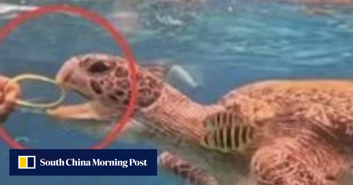 Visitor in Thailand who fed turtle a plastic wristband sought by park officials