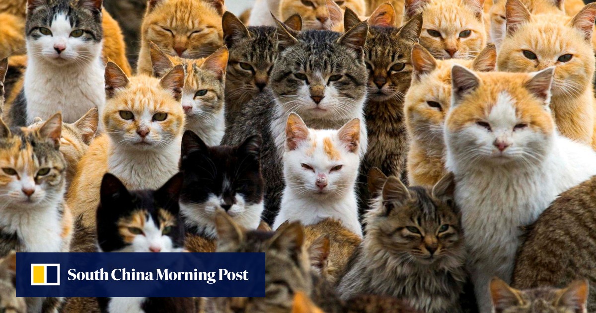 When did domestic cats arrive in Europe? About 4,000 years later than previously thought