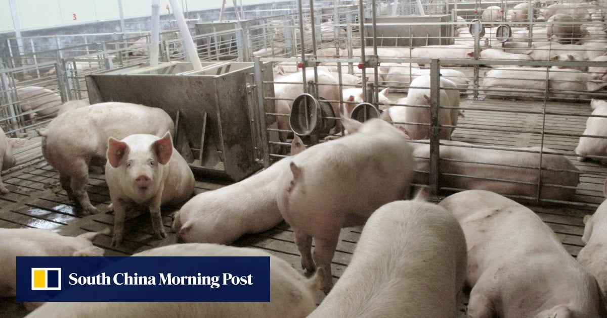 Spain stops pork exports to China after African swine flu cases
