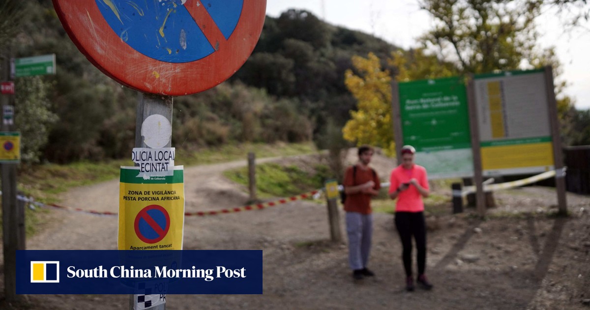 Suspected swine fever cases rise as Spain struggles to limit export damage Suspected swine fever cases rise as Spain struggles to limit export damage