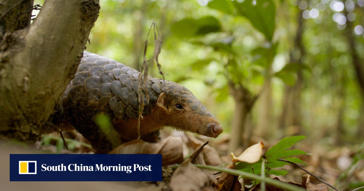 New BBC series shows China’s Guangdong province as a wildlife wonderland
