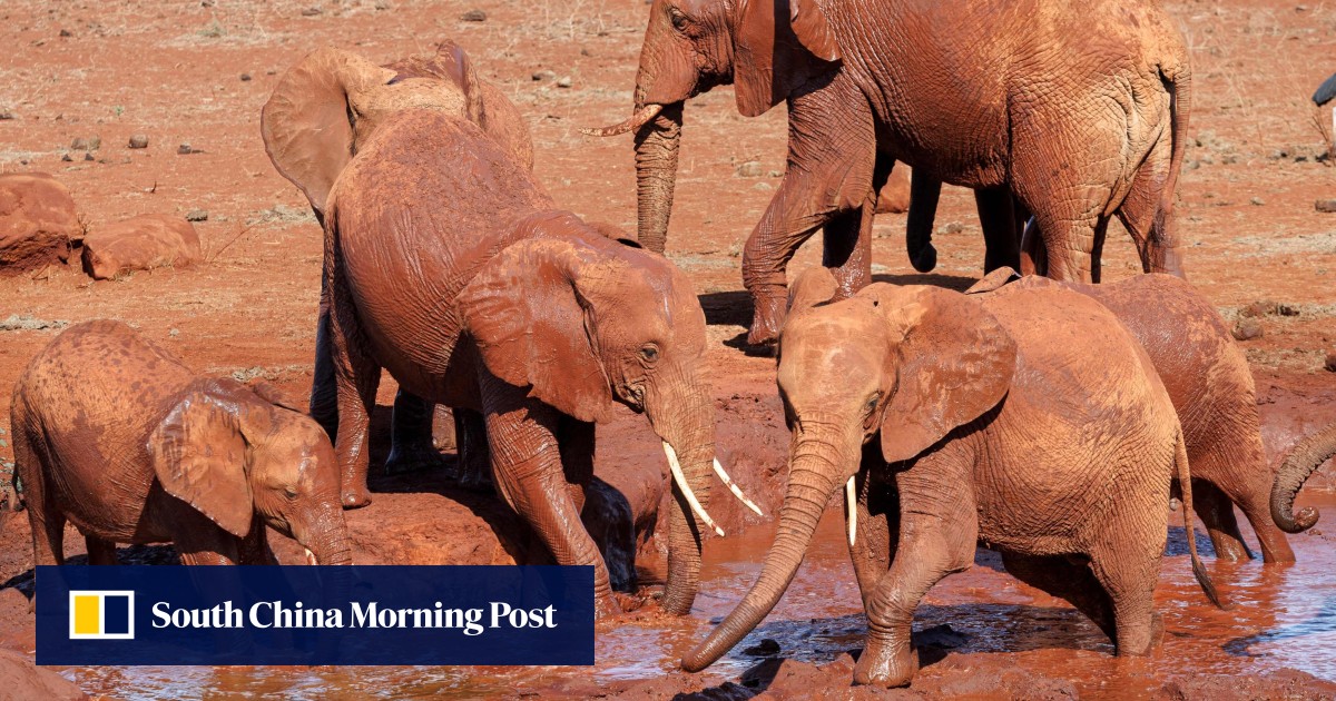 United we stand: why mammals that band together may face lower cancer risks