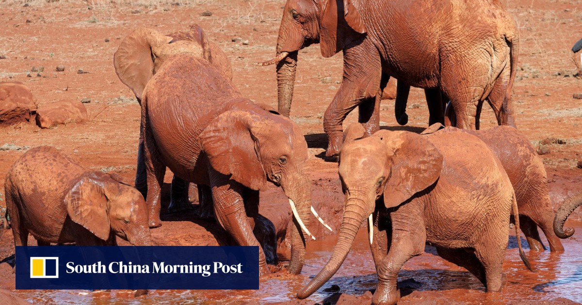 Why mammals that band together may face lower cancer risks