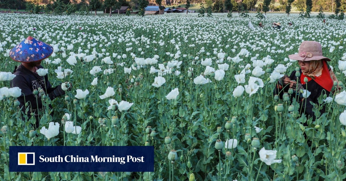 Myanmar’s opium poppy growing at 10-year high amid civil war, turmoil