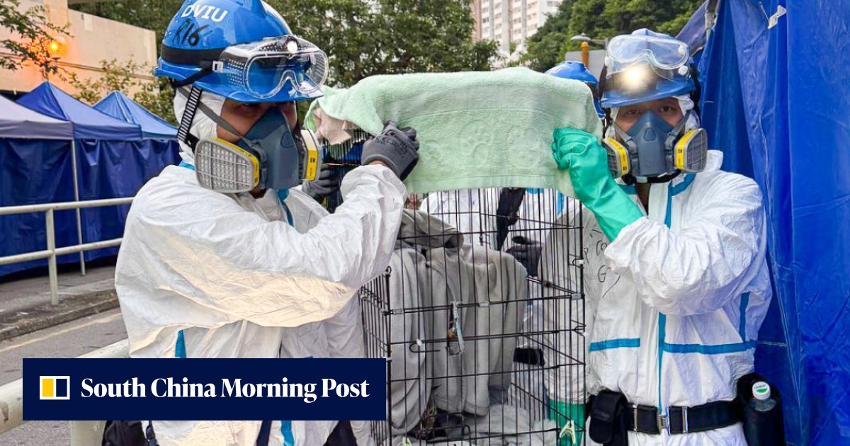 364 Animals Rescued After Devastating Hong Kong Fire