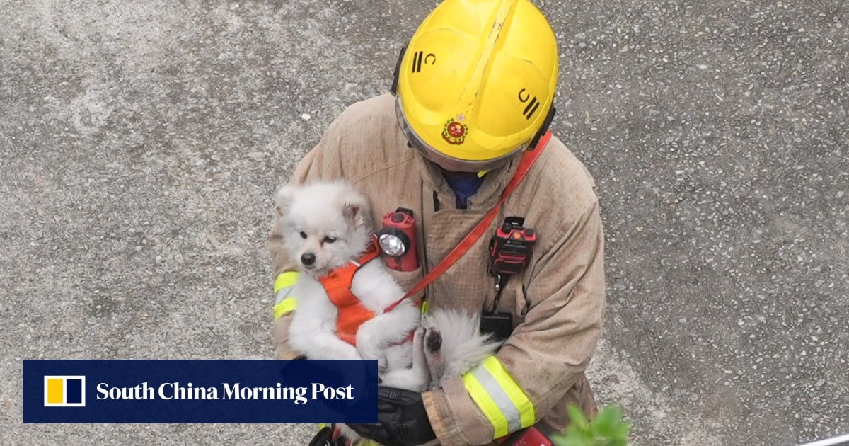 Charity leader’s faith in humanity renewed as 294 pets rescued in Hong Kong fire