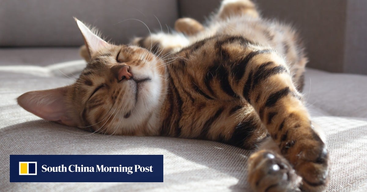 First ‘home cat’ reached China 1,400 years ago via Tang dynasty Silk Road