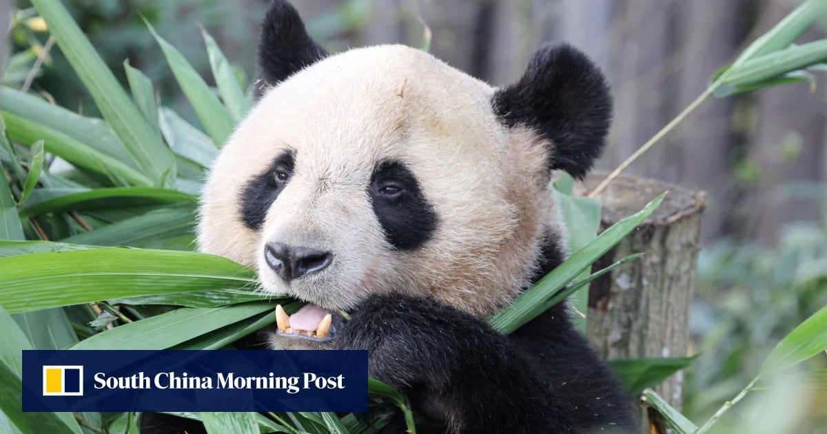 France poised to get 2 giant pandas in 2027 after Macron’s visit to China