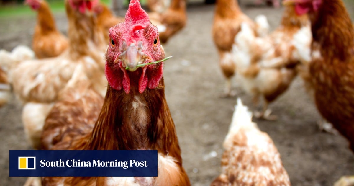 China’s lab fungus produces low-cost, meat-like protein to replace chicken farms