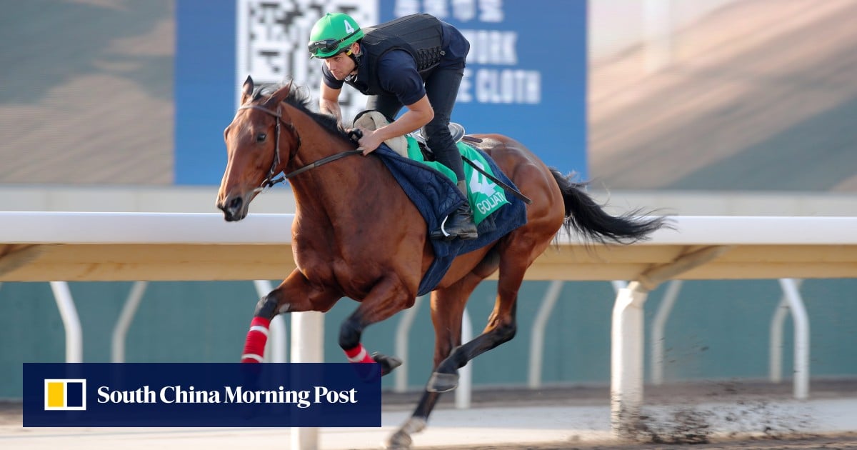 Francis-Henri Graffard ‘not scared’ of Sosie as Goliath looks to fly the flag for France