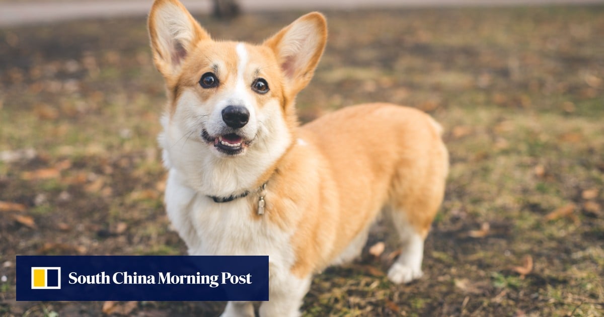 Singapore court dismisses negligence suit after corgi shock led to man’s fatal brain injury
