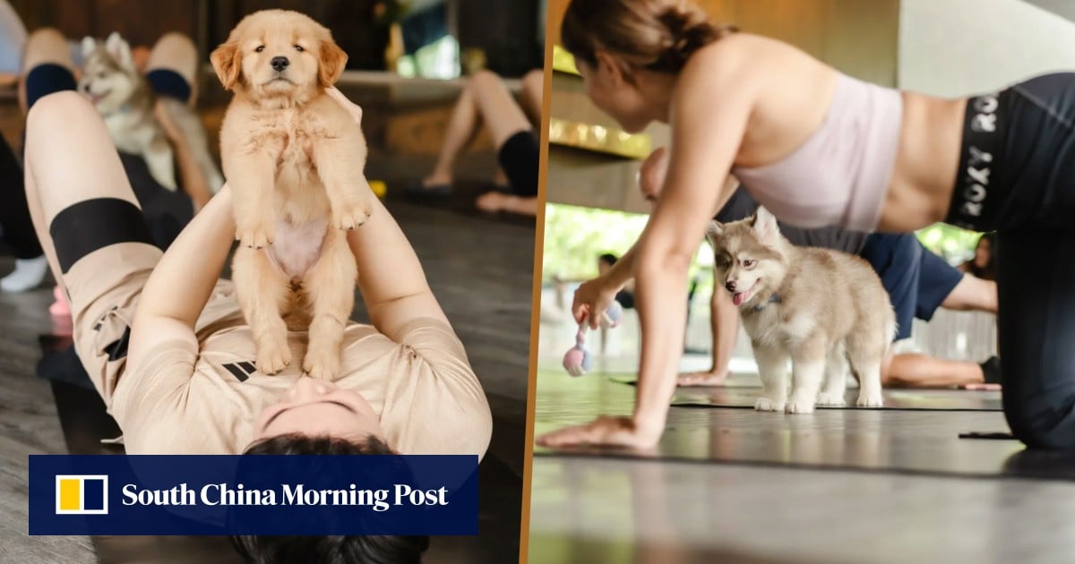 Bangkok puppy yoga studio offers visitors comfort and stress relief for US$60 per session