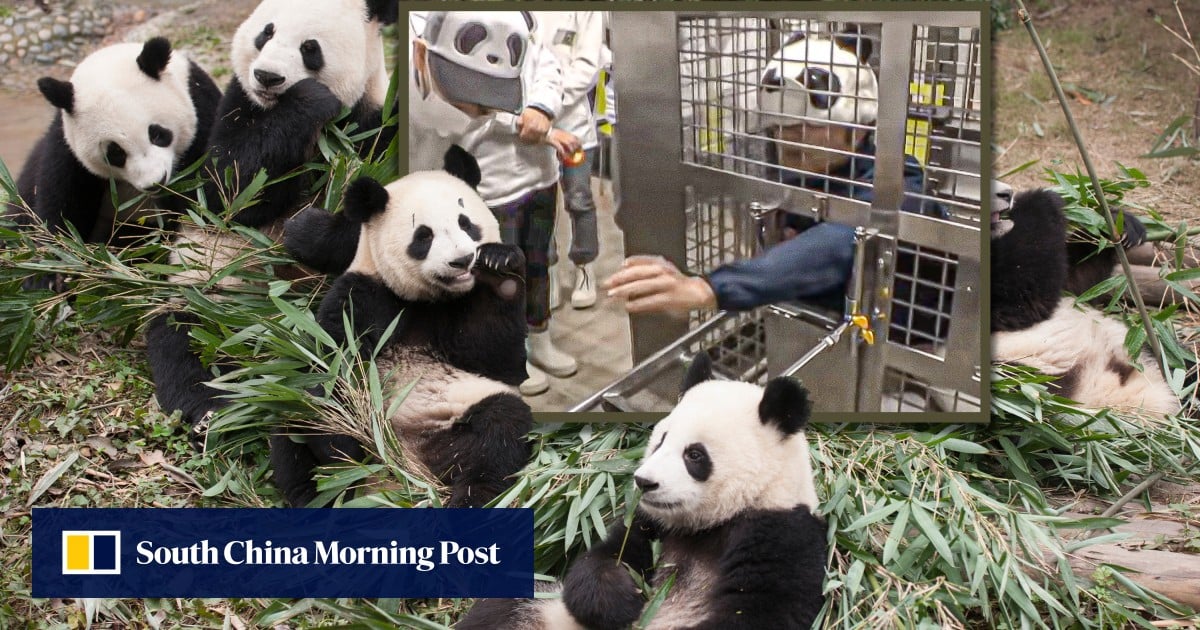 Japan zoo makes workers mimic pandas after returning all 4 to