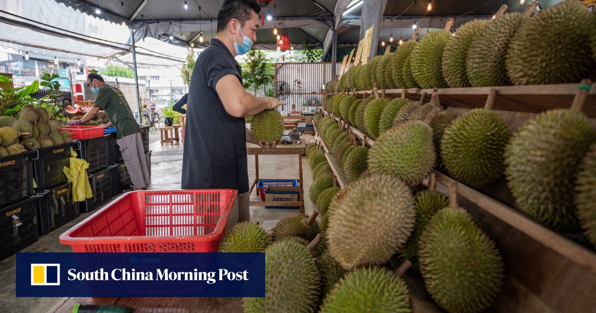Malaysia’s durian glut triggers ‘happy hour’ frenzy in Sarawak: ‘it’s cheap and worth it’