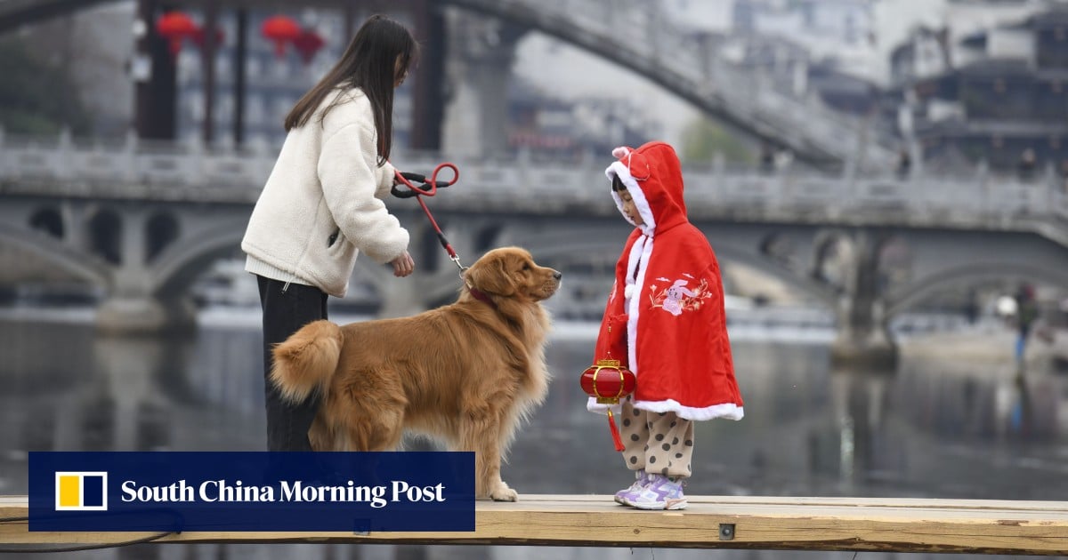 China’s service sector shines as holidaymakers embrace pet travel and bespoke adventures