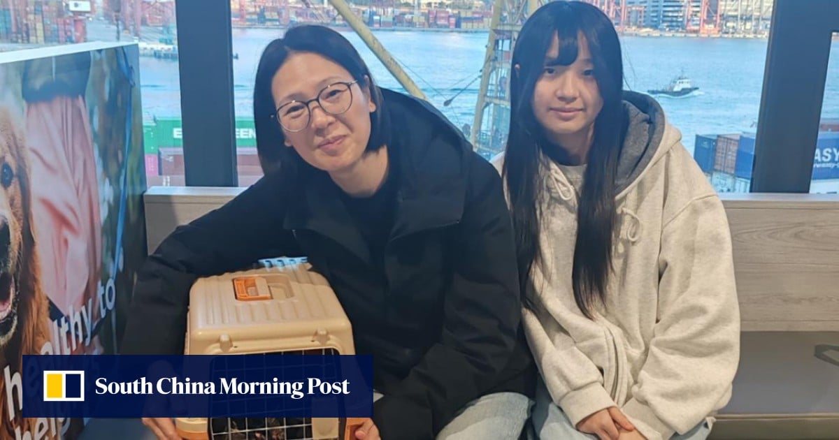 2 cats found at Tai Po inferno site a month after Hong Kong blaze, SPCA says