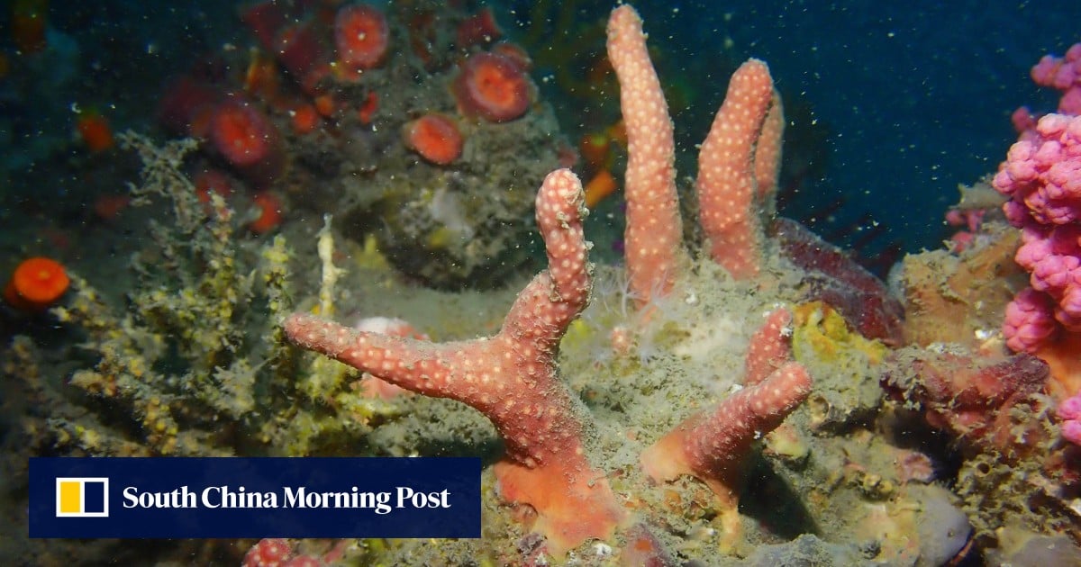 Hong Kong marine scientists discover 2 new coral species in city’s southeastern waters