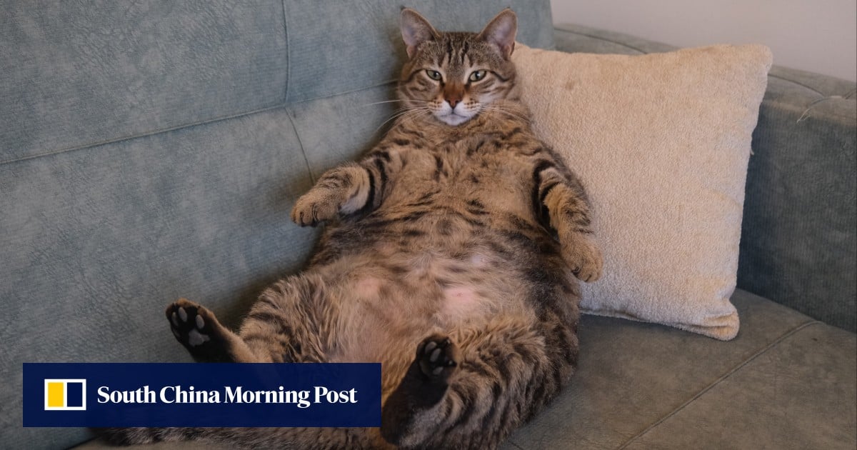 Meow or never: China’s pudgy pets spark race for weight-loss drugs