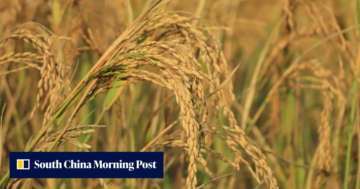 Sugar China Rice China creates world’s first clone-hybrid rice that could double global ...