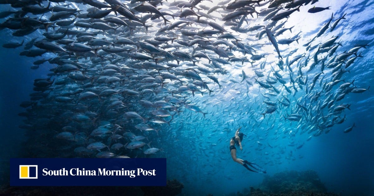 Chinese tourist in Malaysia accused of harassing rare turtle, killing sea slugs