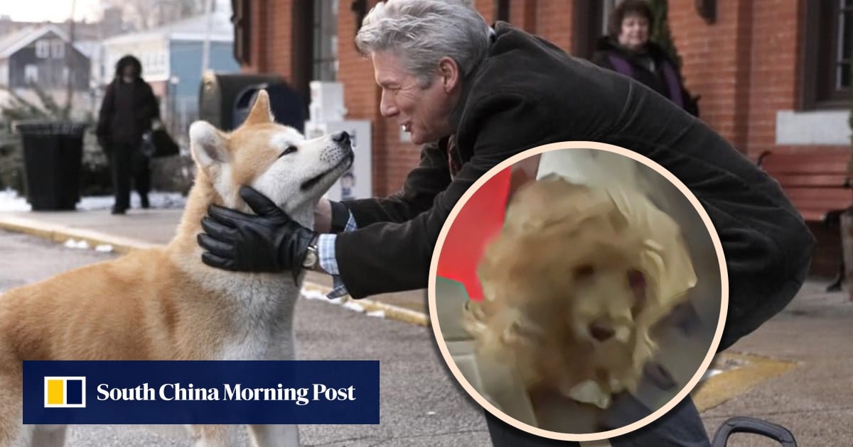 Unaware of owner’s death, loyal China dog waits daily in corridor for his return, moving many