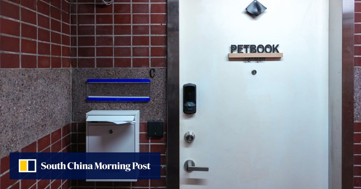 Animal welfare groups slam Hong Kong pet shop for offering cat rental service