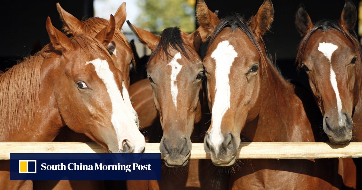 7 popular Chinese horse idioms for you to trot out in the Year of the Horse