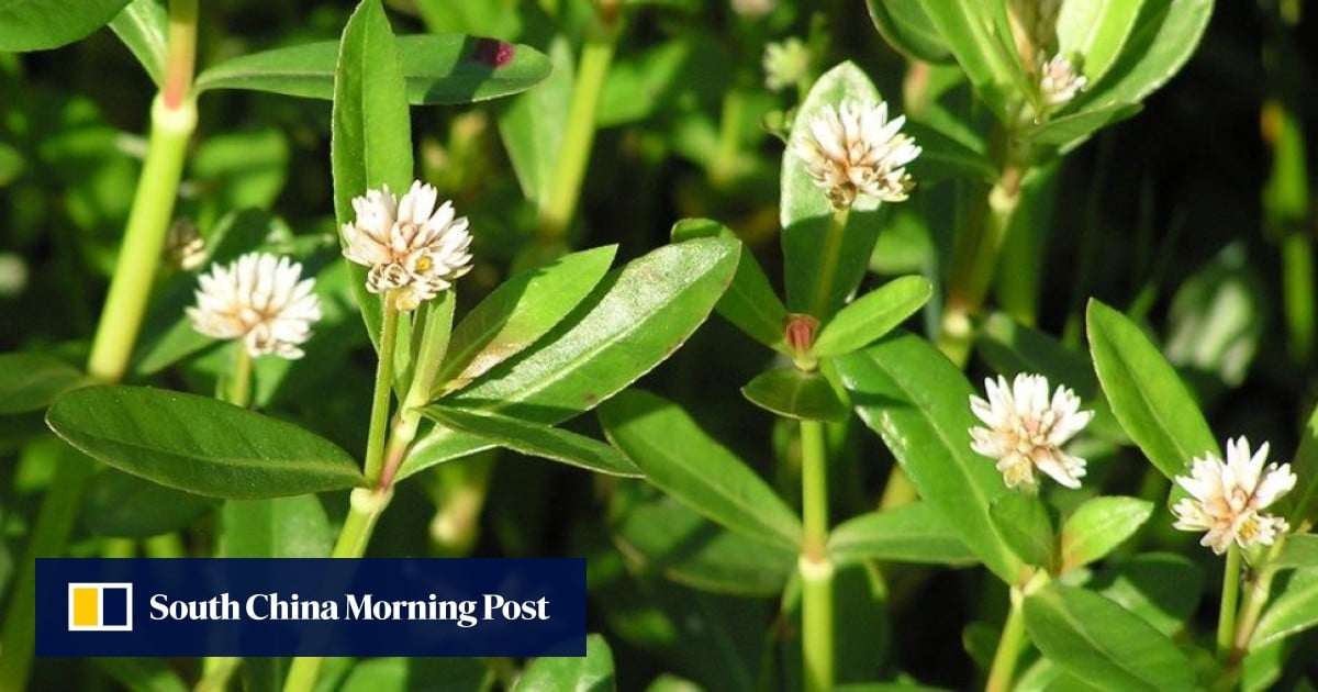 Japan struggles to weed out plant  threatening agriculture, ecosystems