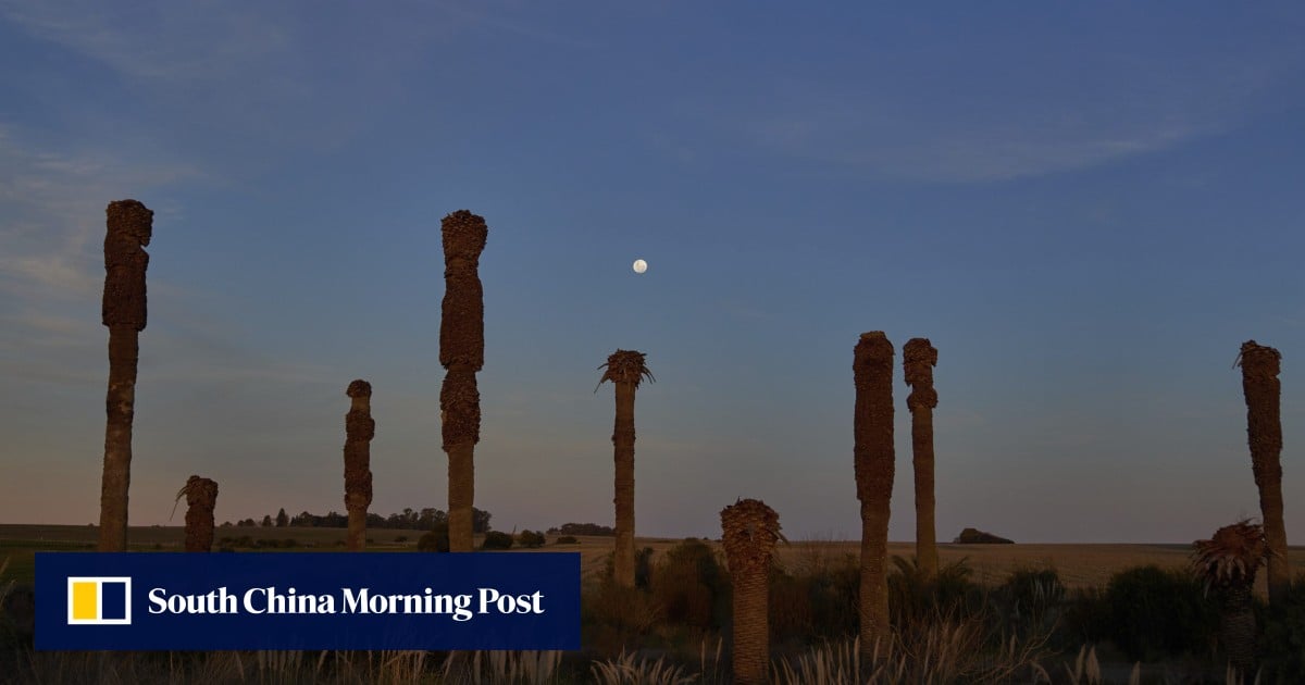 How can China help Uruguay battle beetles threatening to invade South America?