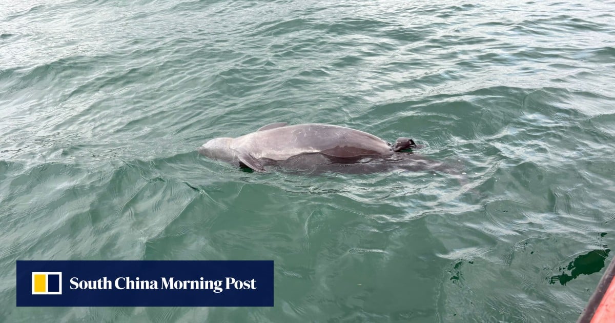 Dead porpoise with stillborn calf found in Hong Kong waters