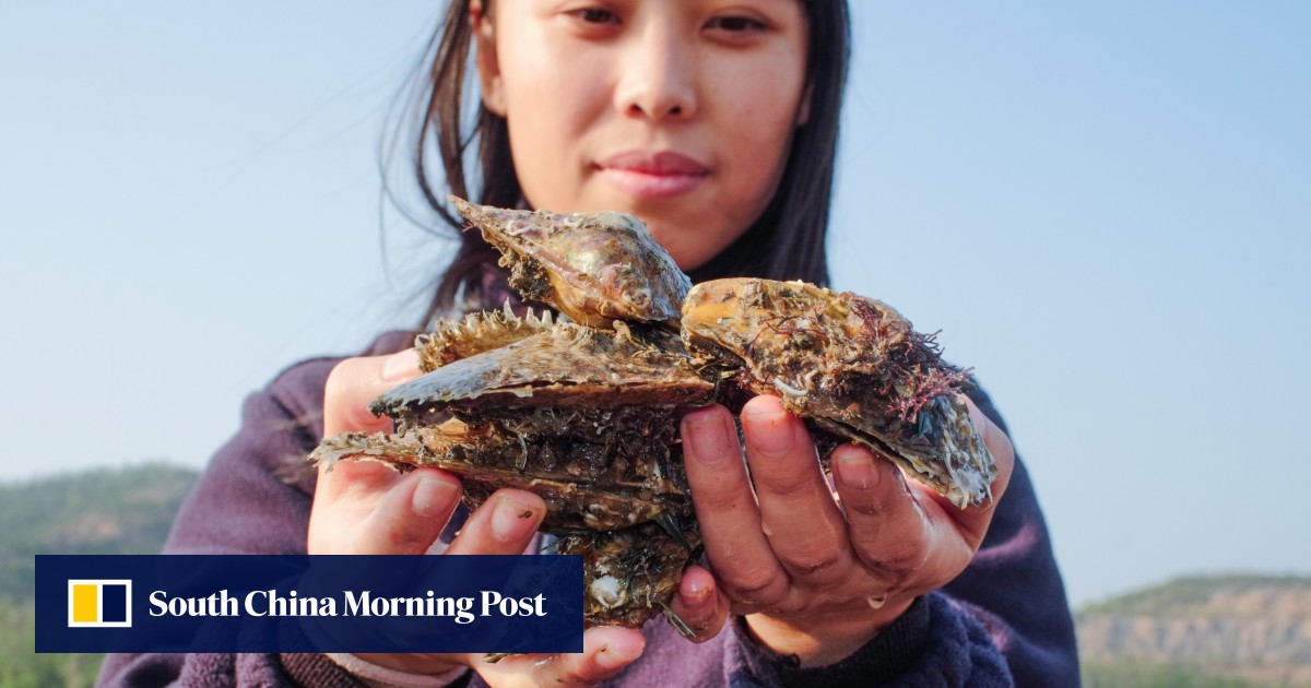 Hong Kong aquaculture scheme nurtures young fish farmers to revive city’s seafood industry