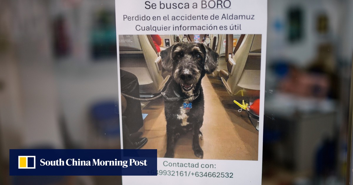 After Spanish rail disaster, search for missing dog grips the nation: ‘he is family’