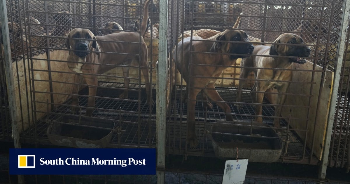 South Korea’s dog meat ban leaves half a million lives in limbo