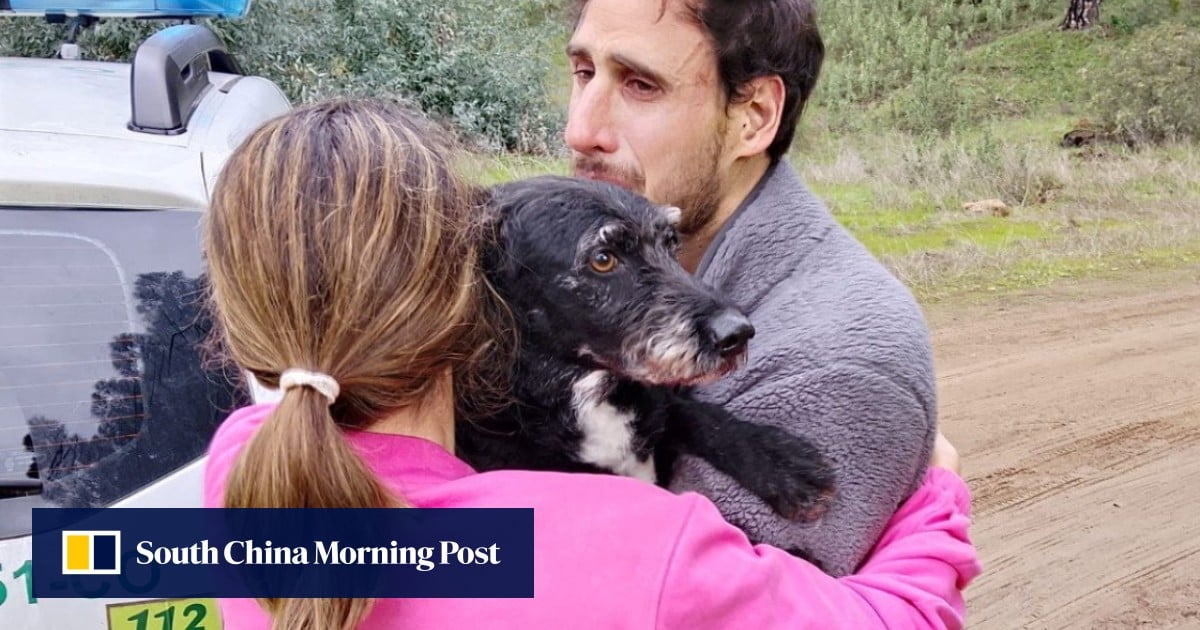 After fatal rail accident, missing dog that captivated Spain is found