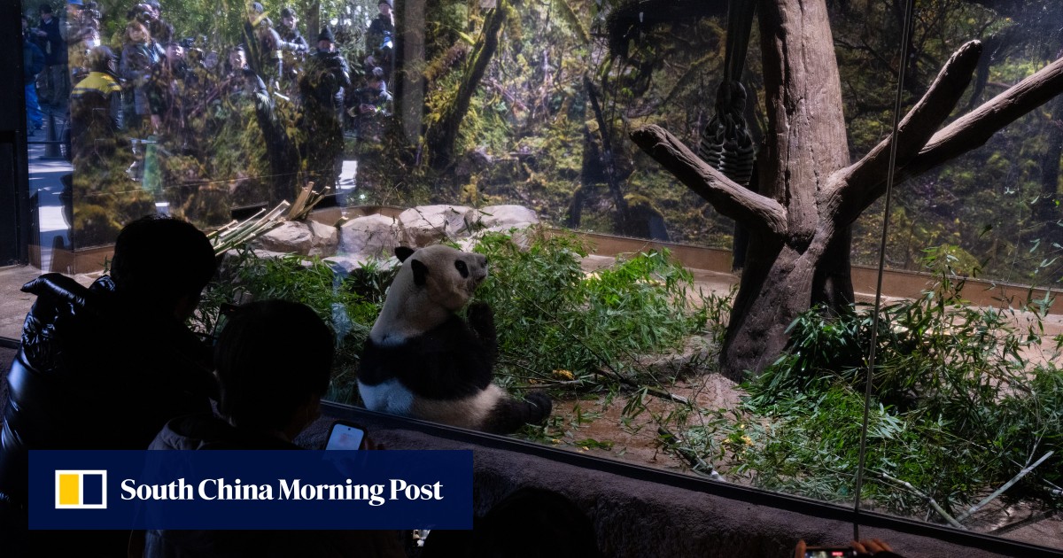 ‘They were cute’: Japan fans jostle for final glimpse of China-bound pandas