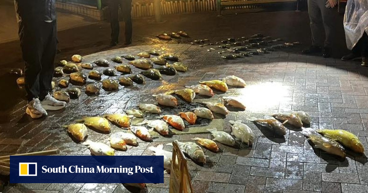 Hong Kong police probe pond cleaning operation that killed more than 100 fish
